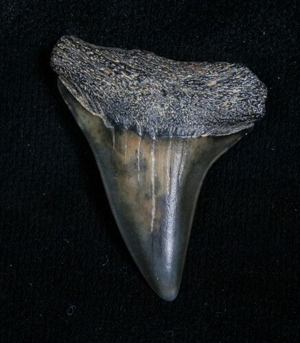 Fossil Giant Mako Shark Tooth - Virginia #5551